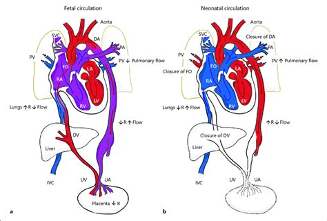 臍靜脈 充氧血|胎兒血液循環(Fetal circulation)